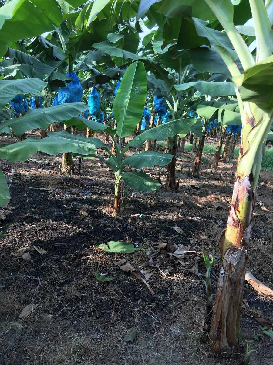 foliarPRO field photo